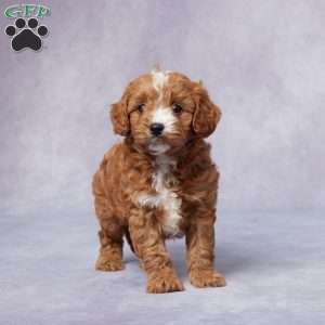 Holly, Cavapoo Puppy